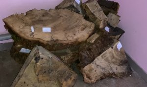 В Мостовском районе на скамью подсудимых отправлен нелегальный лесоруб